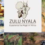 Zulu Nyala Fundraiser Banner