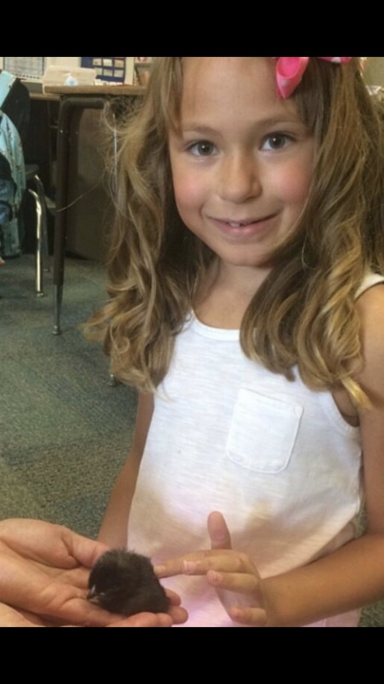 Lydia petting a chick her class hatched